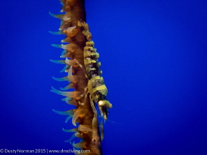 "Trapeze"
A Wire Coral Shrimp perched on a branch of wir... by Dusty Norman 